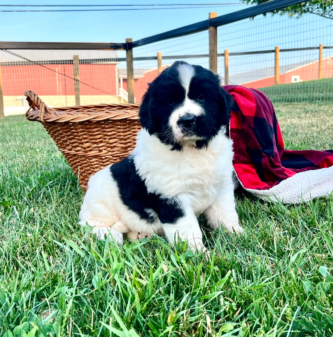 Newfoundland dogs for sale: Muffin❤️AKC❤️Genetic Tested - Ad 1