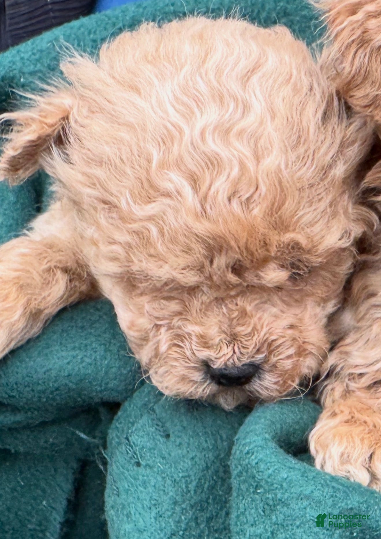 Toy Poodle dogs Tiny sasha - Ad 34