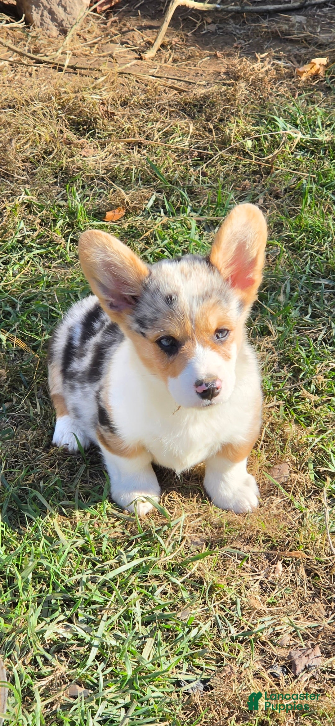 Welsh Corgi Pembroke dogs Stunning Stanley  - Ad 2