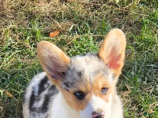 Welsh Corgi Pembroke dogs Stunning Stanley - Ad 2