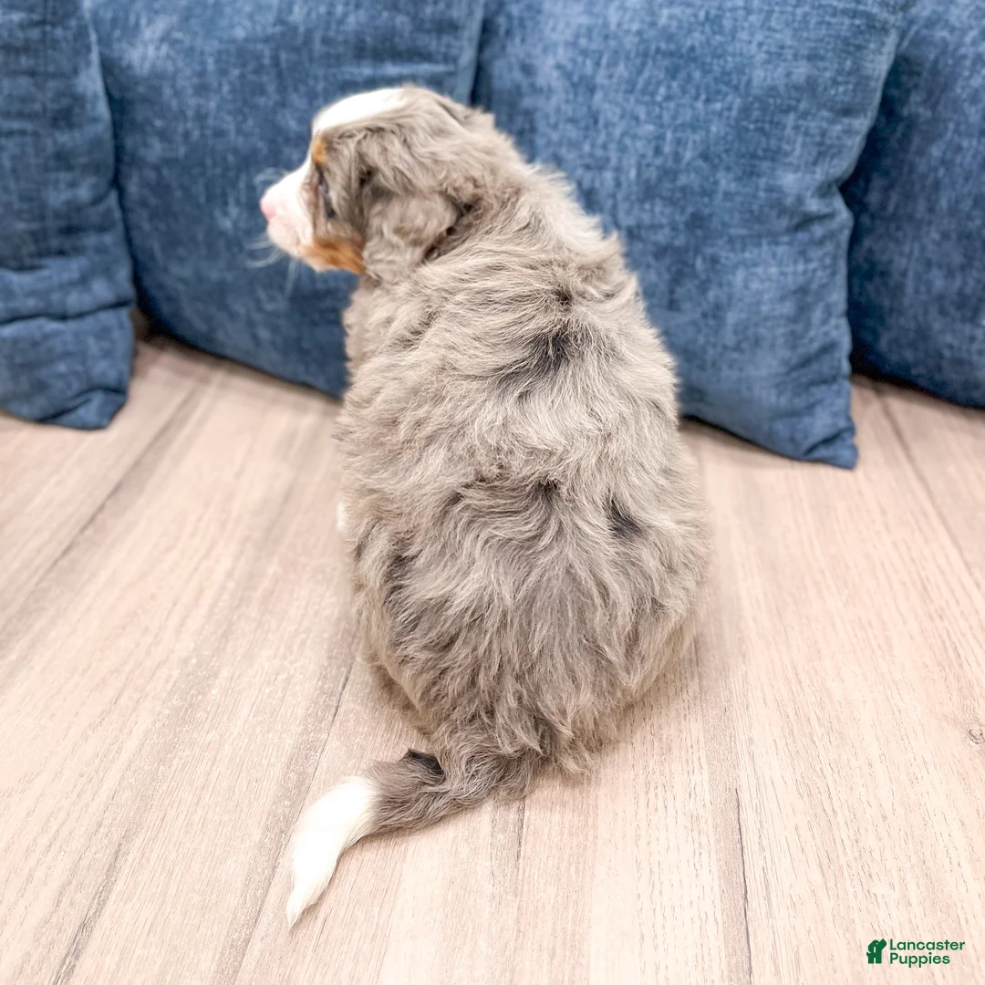 Mini Bernedoodle dogs for sale: Baxter - Ad 6