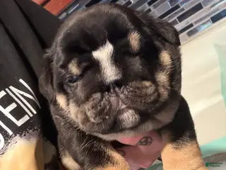 English Bulldog dogs Black tri - Ad 35