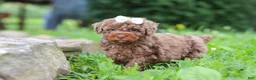 Miniature Poodle dogs for sale: Cookie - Ad 3