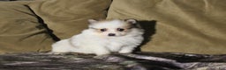 Pomeranian dogs for sale: Marty - Ad 1