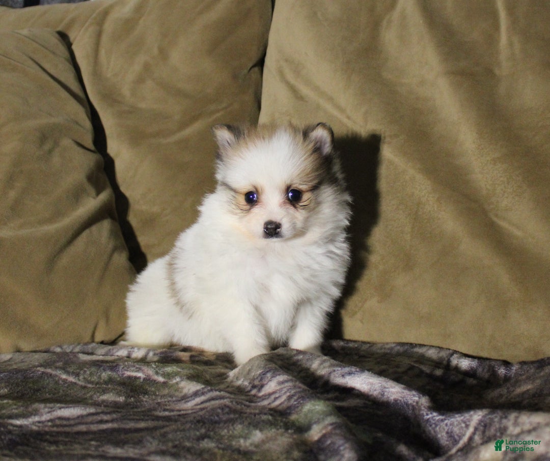 Pomeranian dogs for sale: Marty - Ad 1