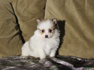 Pomeranian dogs Marty - Ad 17