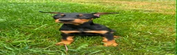 Doberman Pinscher dogs for sale: Female 1 - Ad 2