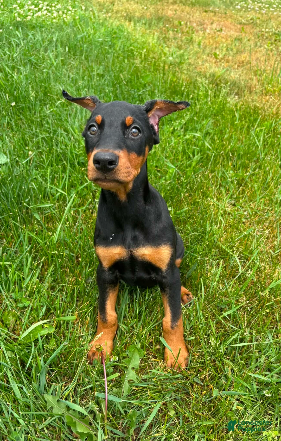 Doberman Pinscher dogs for sale: Female 1 - Ad 2