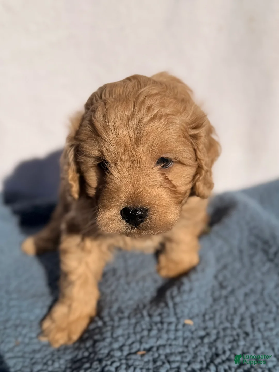 Cavapoo dogs for sale: Cooper  - Ad 6