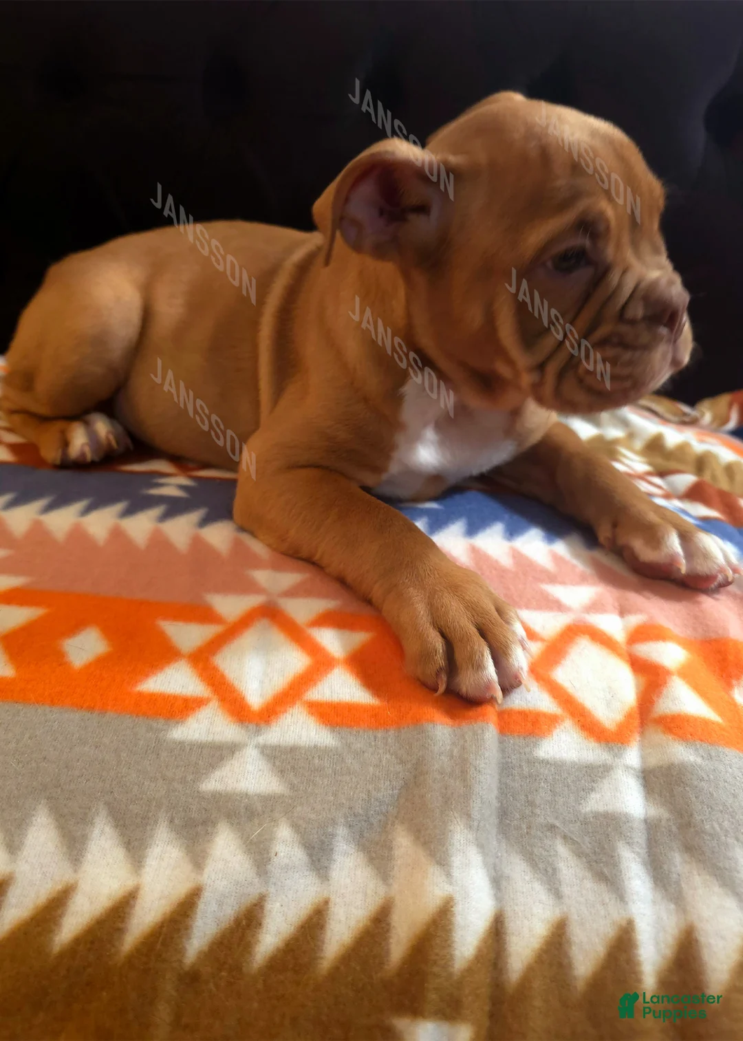 Olde English Bulldogge dogs for sale: Olde English Bulldogge Puppy Pretty - Ad 2
