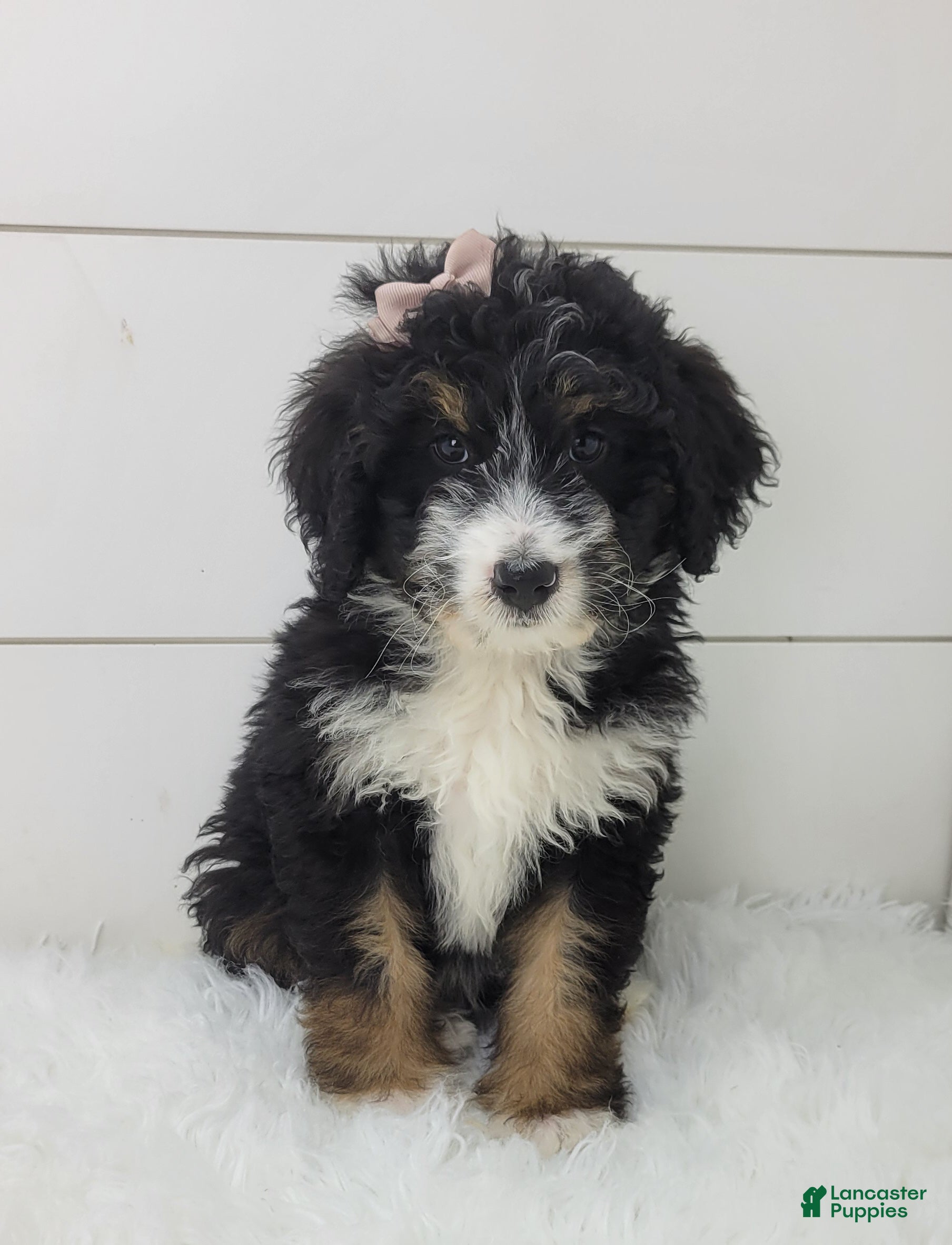 Bernedoodle dogs Becka - Ad 2