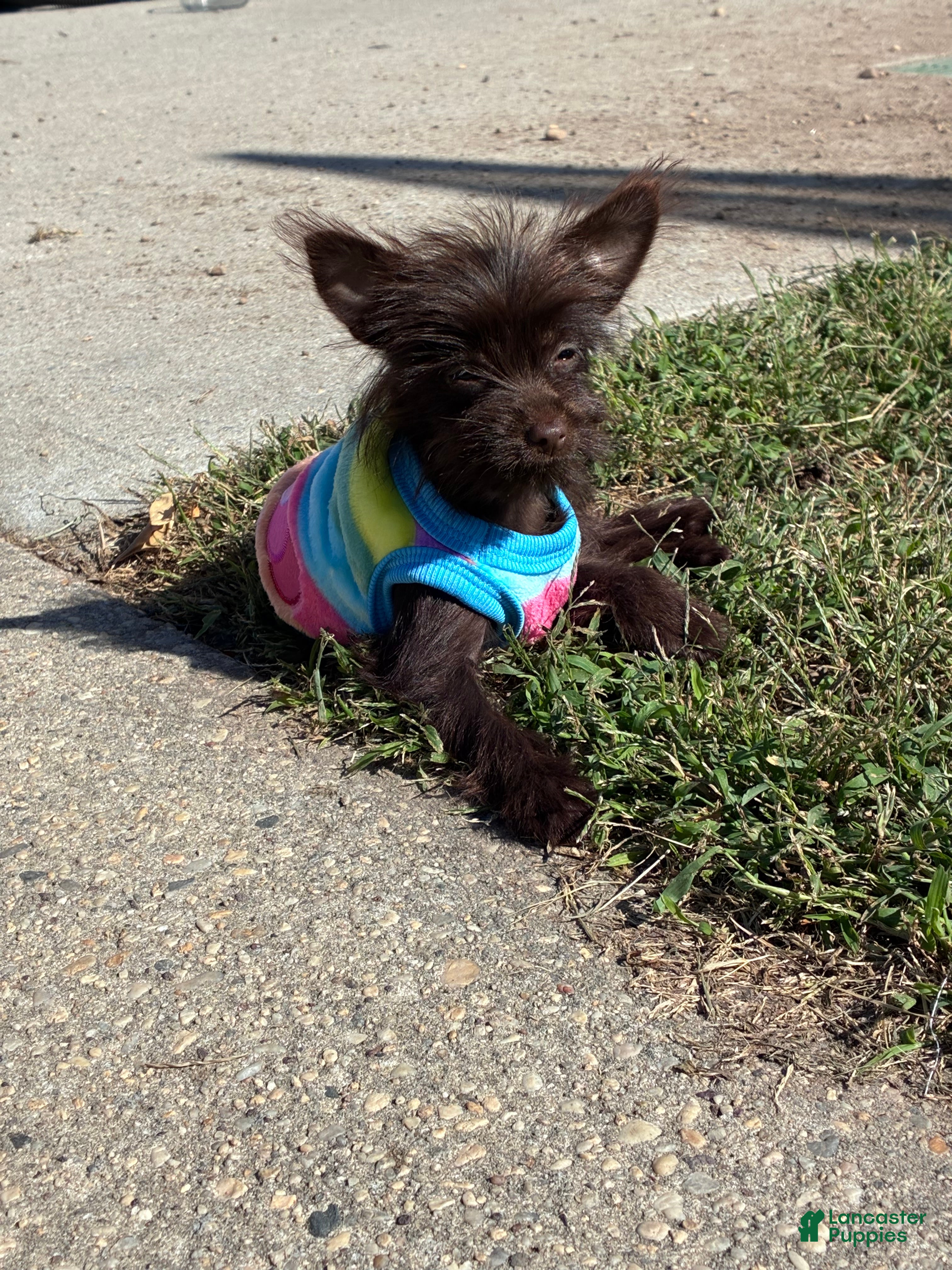 Yorkiepoo dogs Evie - Ad 2