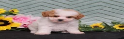 Miniature Poodle dogs for sale: Yoyo - Ad 3