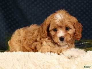 Cavapoo dogs Vanessa - Ad 20