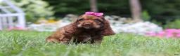 Cocker Spaniel dogs for sale: Daisy - Ad 3