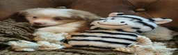 Toy Australian Shepherd dogs for sale: Toy Australian Shepherd 2 - Ad 6