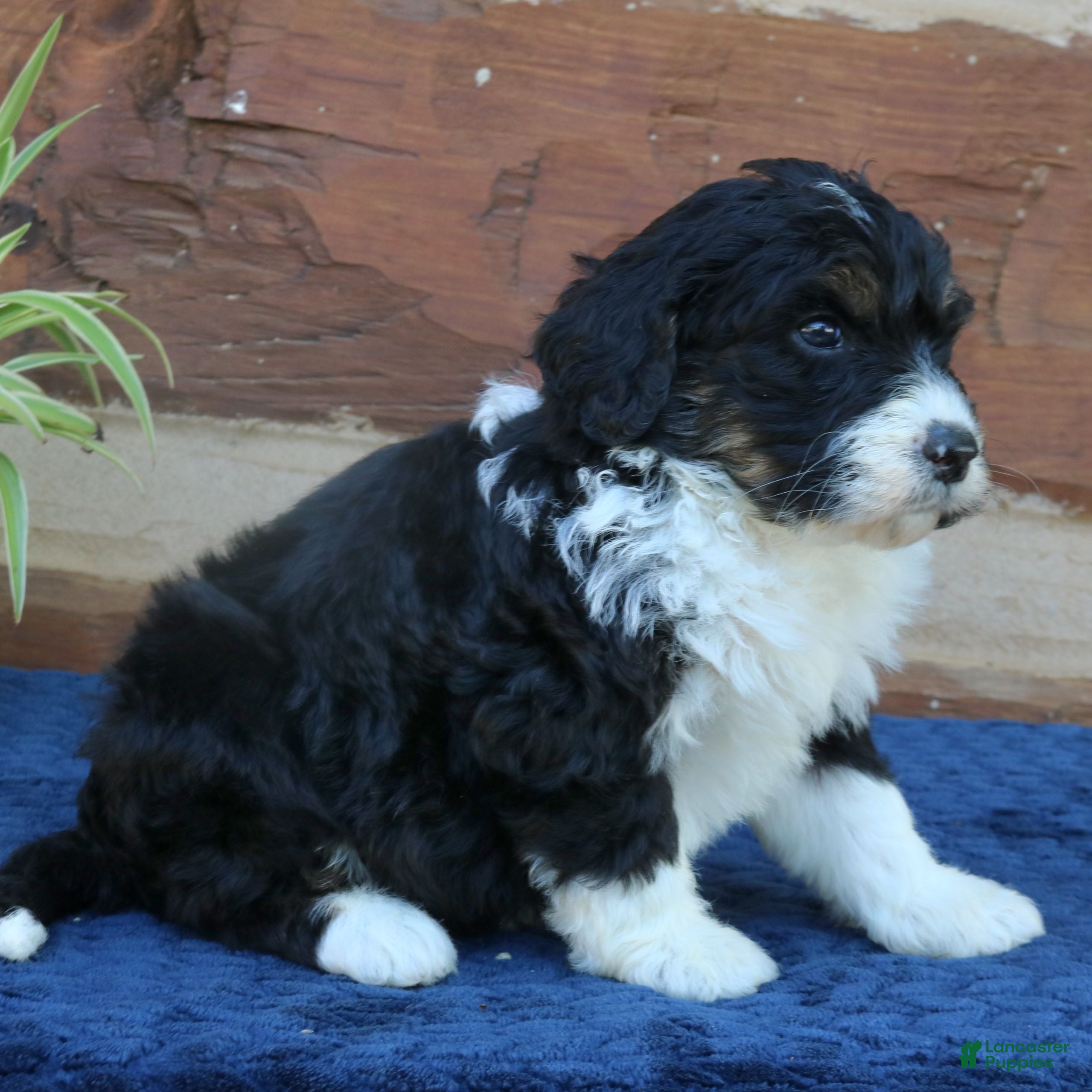 Mini Bernedoodle dogs Gunner - Ad 2