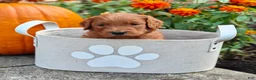 Goldendoodle dogs for sale: Rover - Ad 6