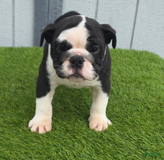 English Bulldog dogs Lucy - Ad 2