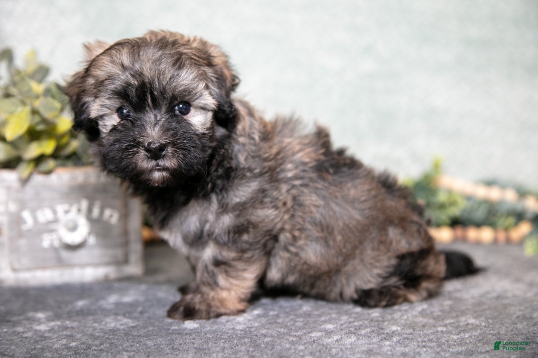 Havanese dogs for sale: Curly - Ad 3