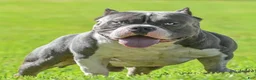American Bully dogs for sale: American Bully 1 - Ad 5