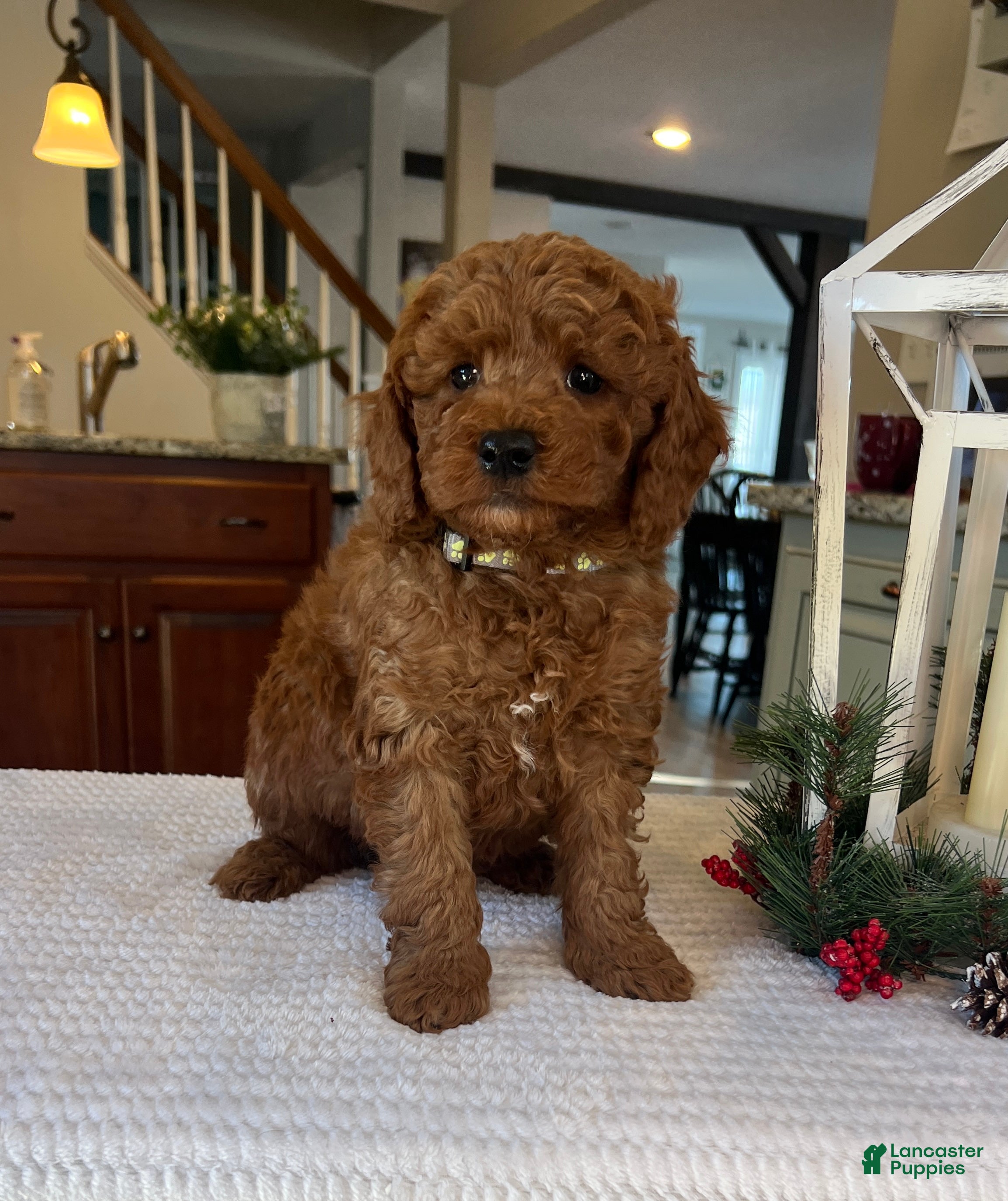 Mini Goldendoodle dogs Brody - Ad 21