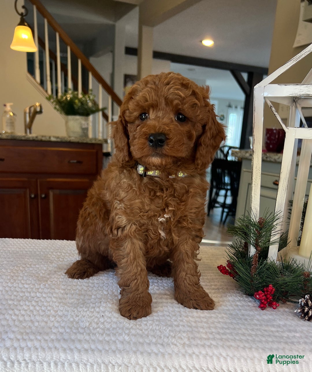 Mini Goldendoodle dogs for sale: Brody - Ad 1