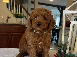 Mini Goldendoodle dogs Brody - Ad 5