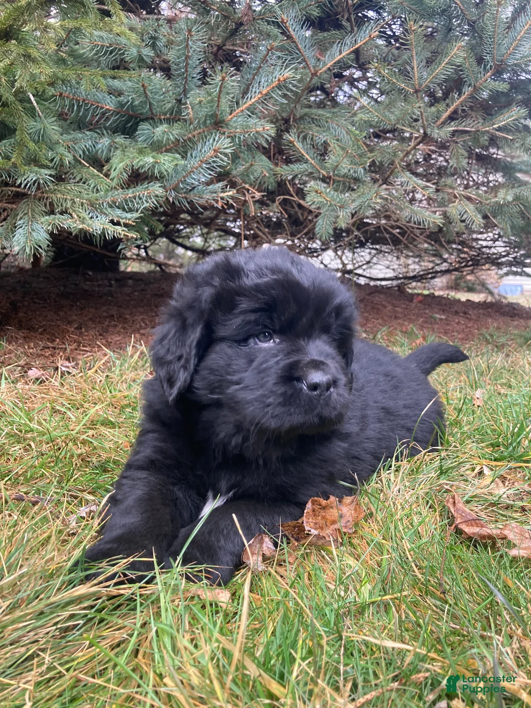Newfoundland dogs for sale: Alex  - Ad 1