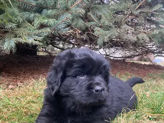 Newfoundland dogs for sale: Alex - Ad 4
