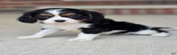 Cavalier King Charles Spaniel dogs for sale: Charlotte - Ad 4