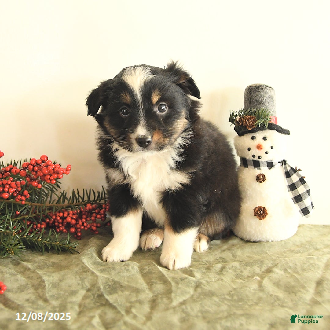 Miniature Australian Shepherd dogs for sale: Tisha - Ad 1