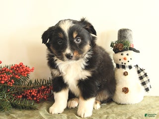 Miniature Australian Shepherd dogs Tisha - Ad 11