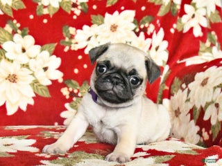 Pug dogs Rhoda - Ad 6