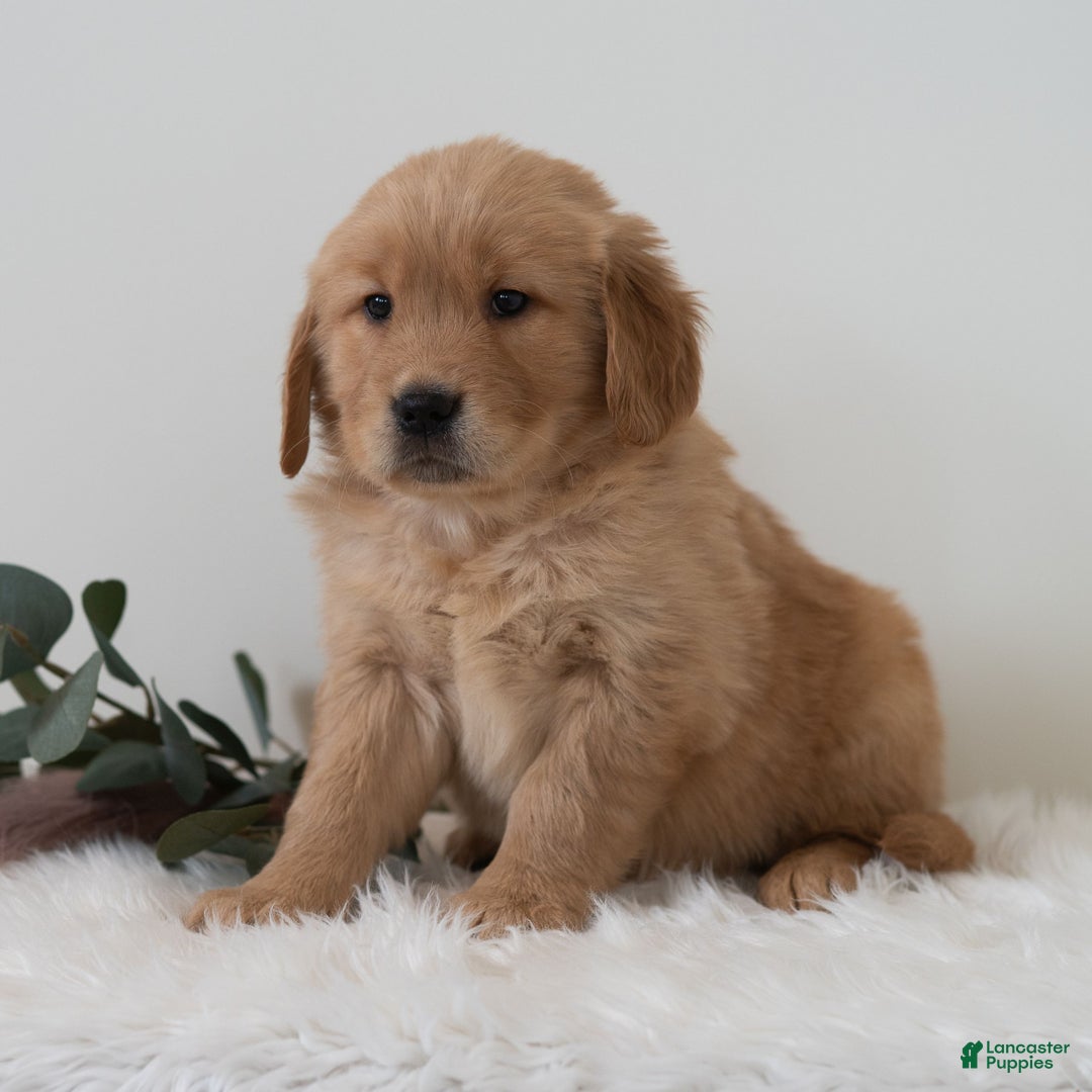 Golden Retriever dogs for sale: Samson  - Ad 2
