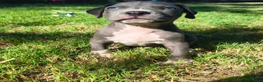 Bonus