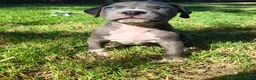 American Pit Bull Terrier dogs for sale: Bonus - Ad 1