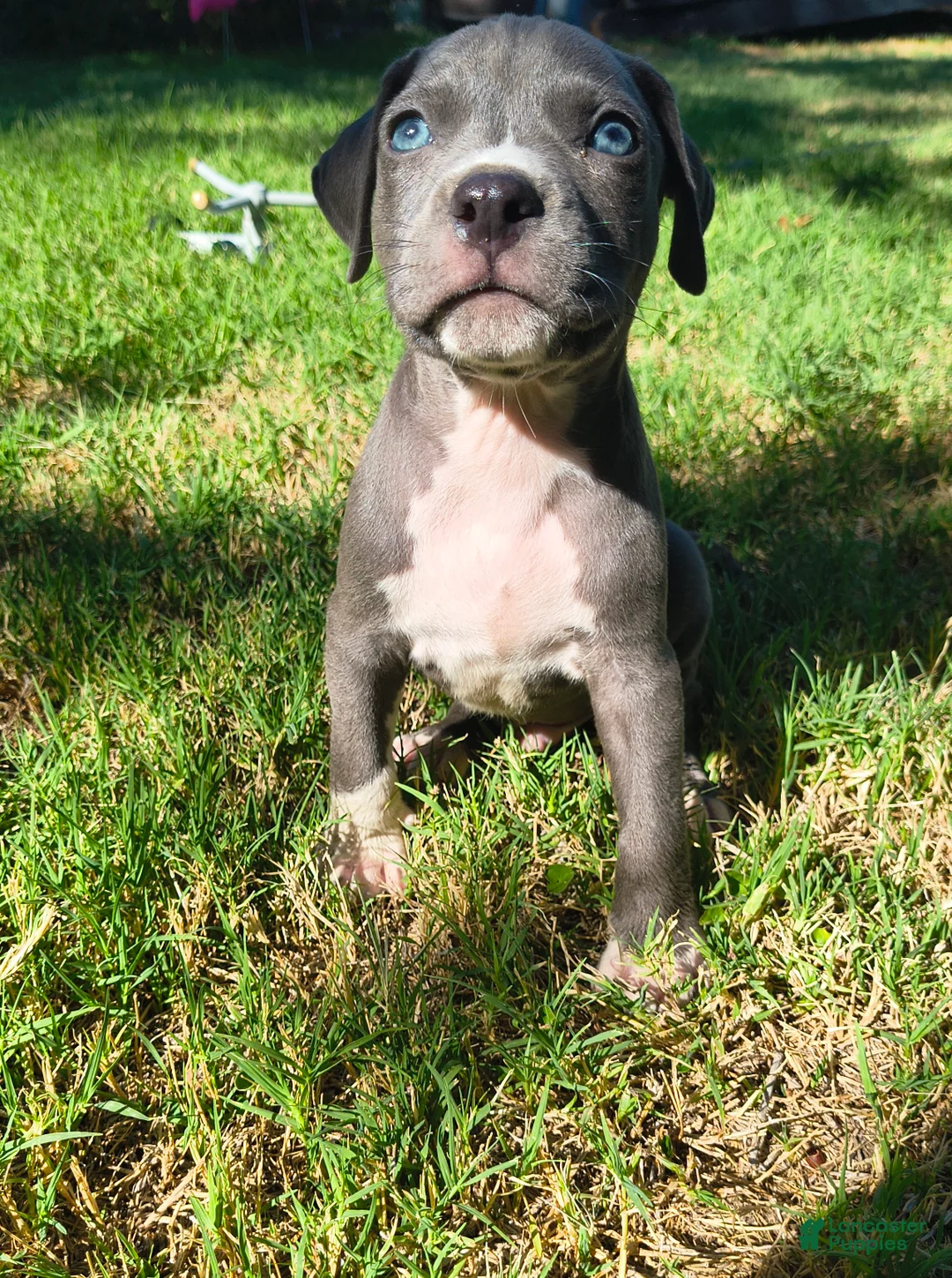 American Pit Bull Terrier dogs for sale: Bonus - Ad 1