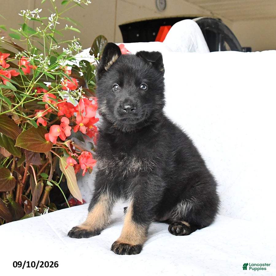 German Shepherd dogs Magnum - Ad 2