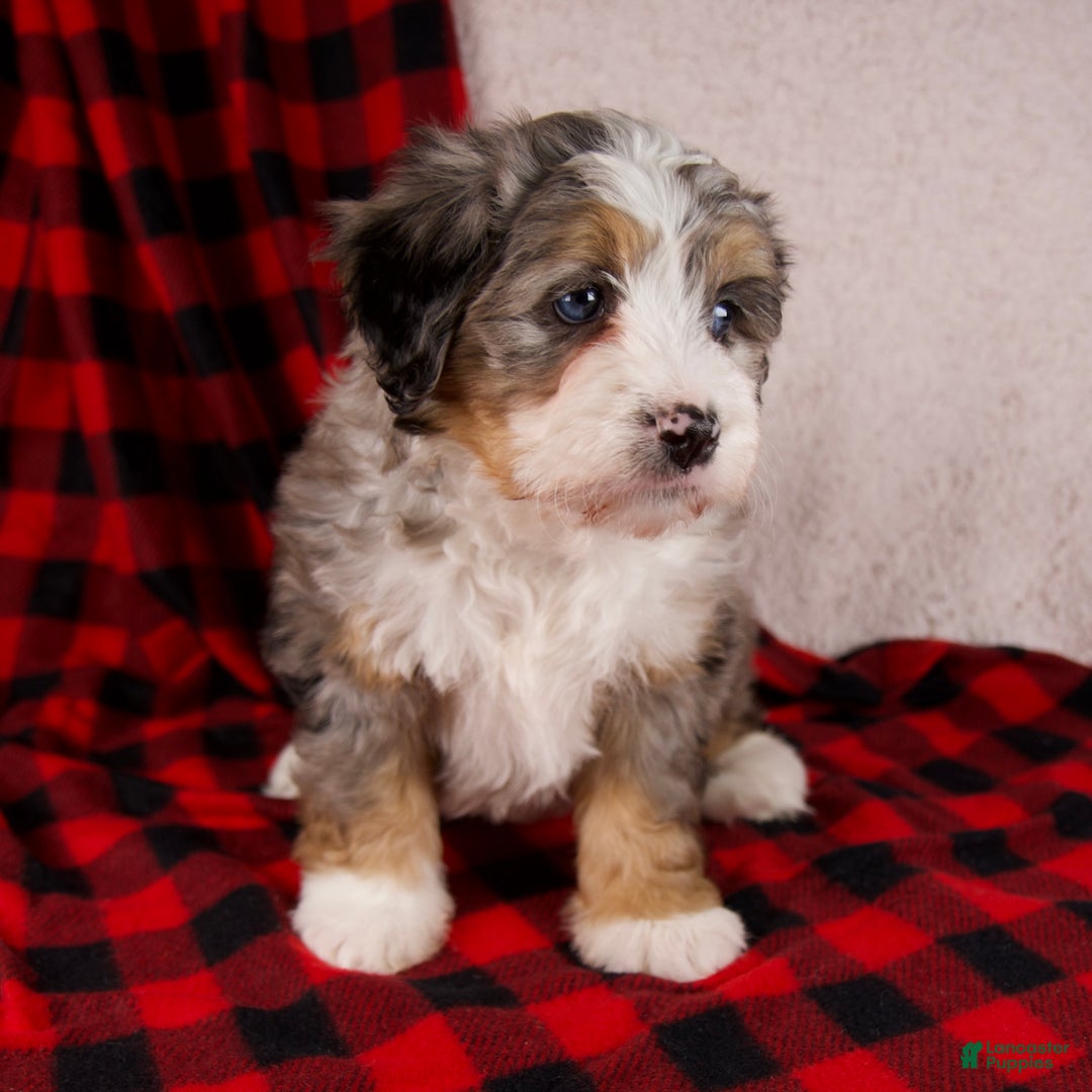 Mini Bernedoodle dogs for sale: Mercy Girl *Potty Training* - Ad 3