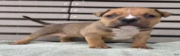 American Bully dogs for sale: Gage - Ad 3
