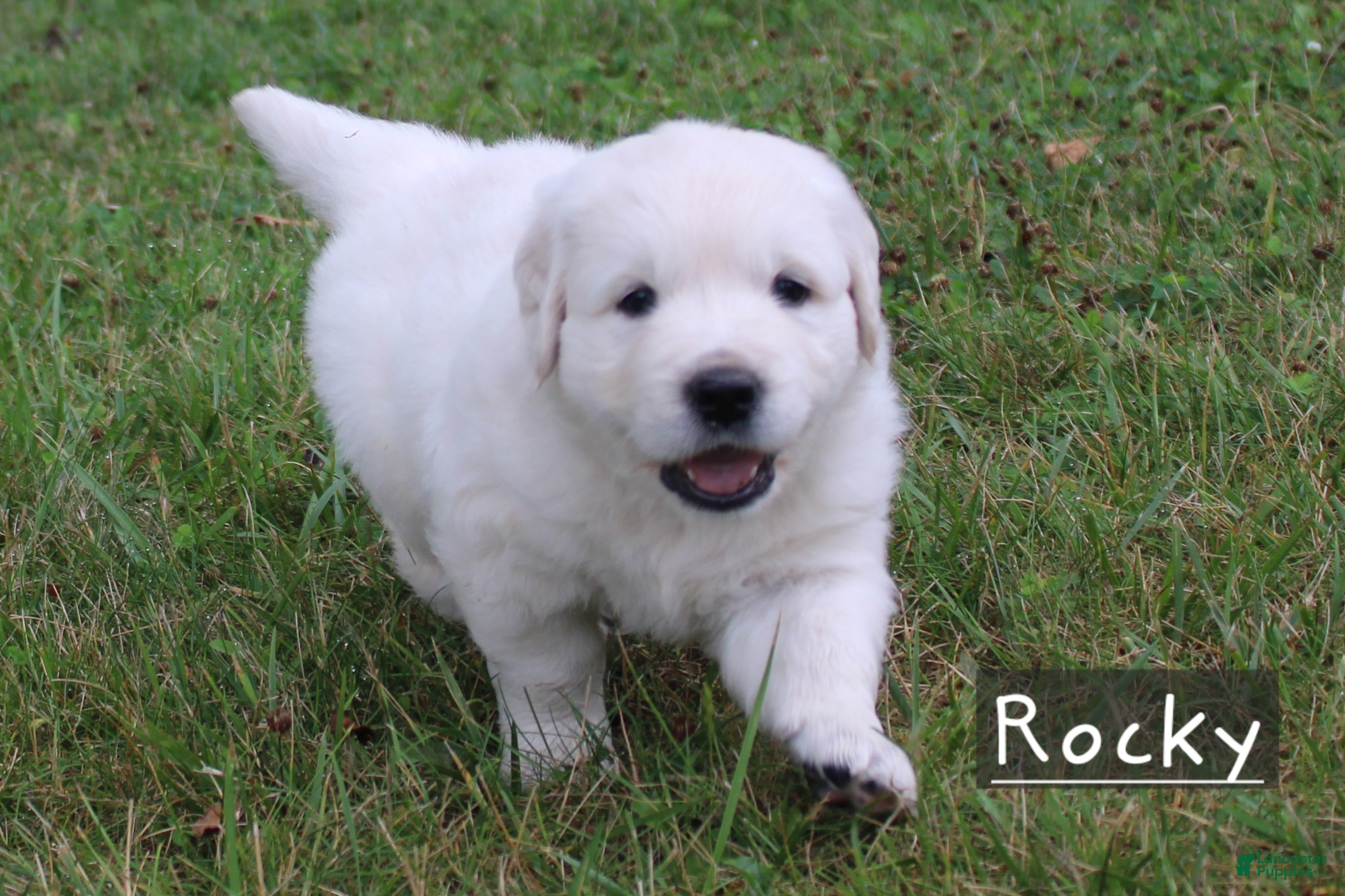 Golden Retriever dogs Rocky - Ad 1