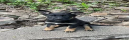 German Shepherd dogs for sale: Collar Tan  - Ad 5