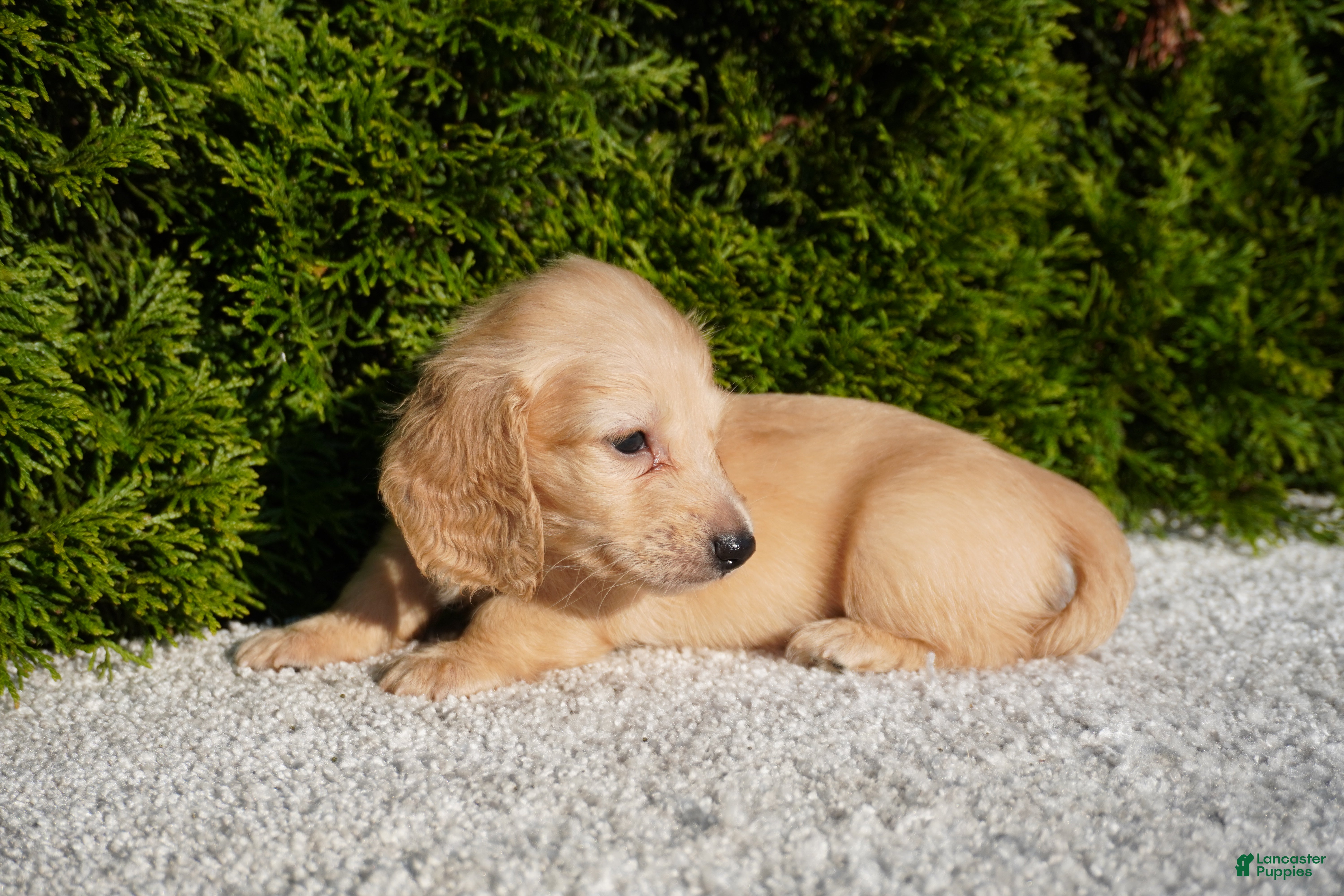 Miniature Dachshund dogs Xander - Ad 2
