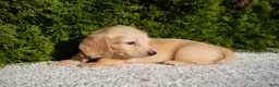 Miniature Dachshund dogs for sale: Xander - Ad 2