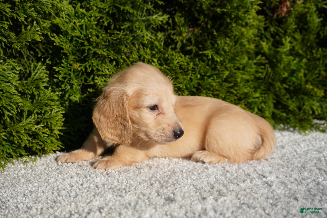 Miniature Dachshund dogs for sale: Xander - Ad 2