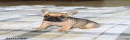 French Bulldog dogs for sale: Cutie - Ad 3