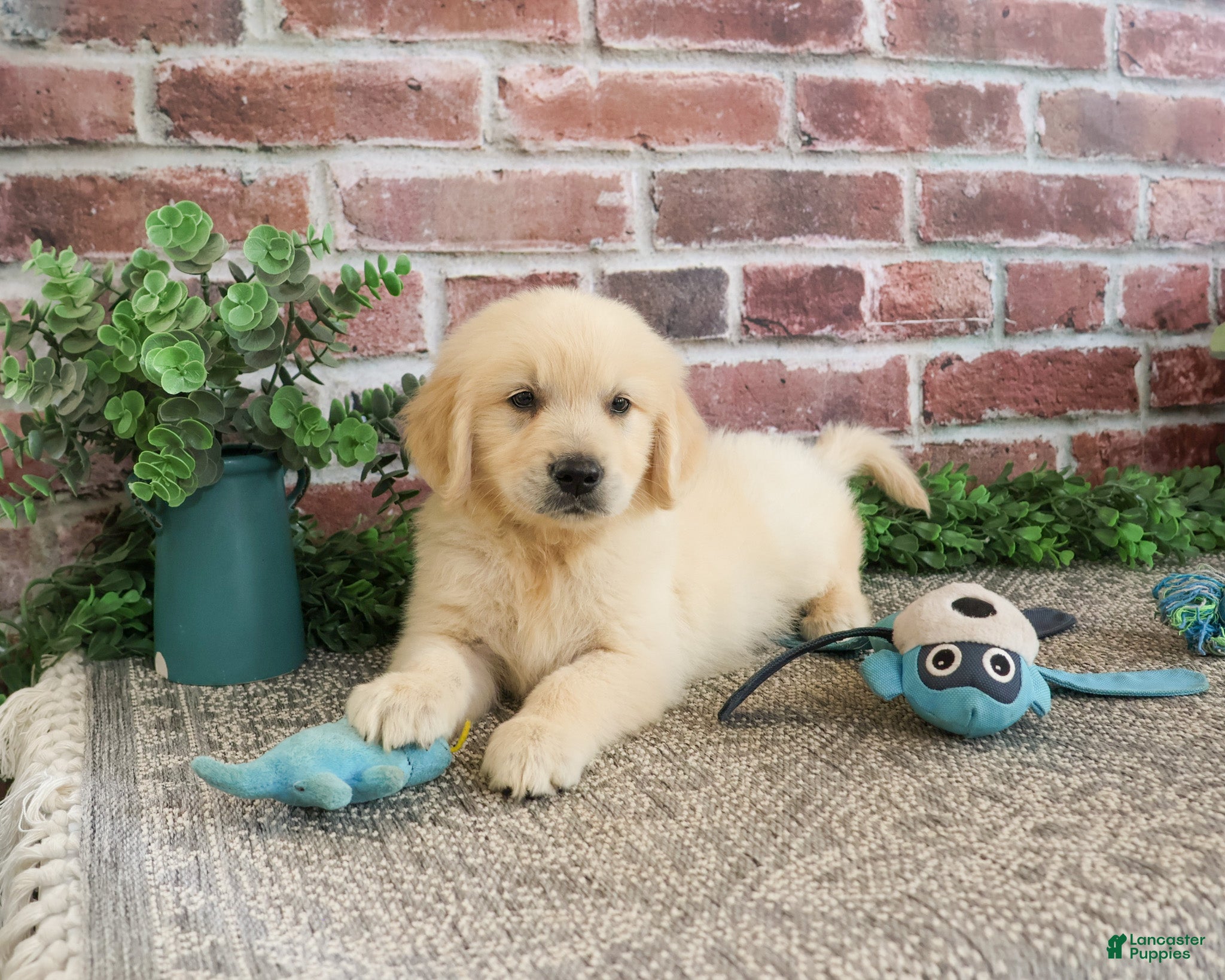 Golden Retriever dogs Gilbert - Ad 10