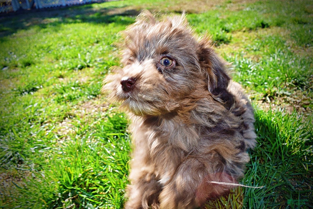 Havapoo dogs for sale: Gracie - Black Friday Sale - Ad 13