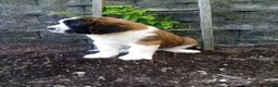 Saint Bernard dogs for sale: Macey  - Ad 3